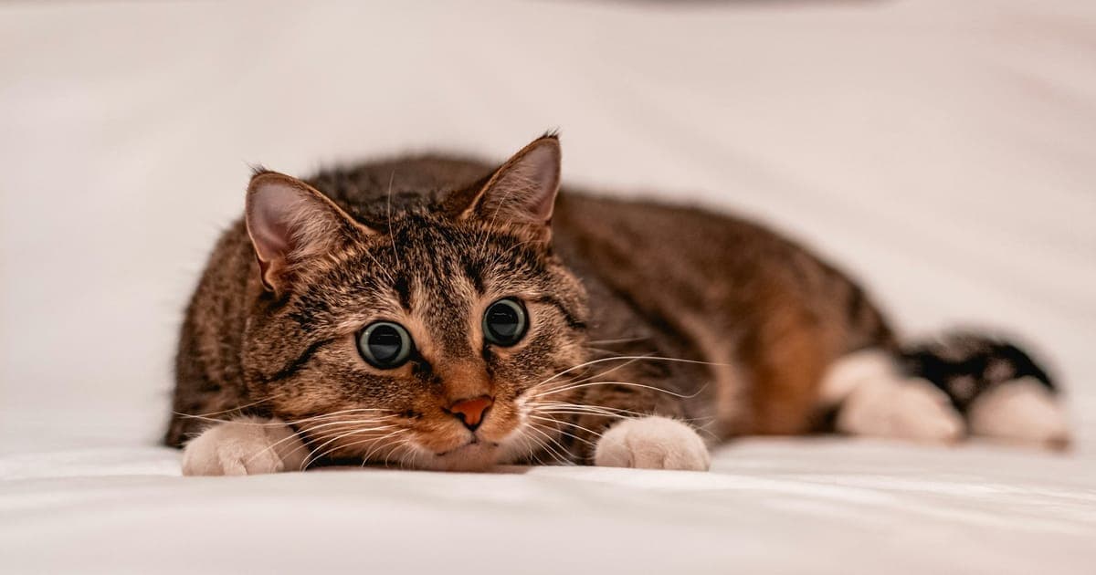 猫と一緒のウェディングフォト|連れ出せない猫と撮る3つの方法と注意点 のヒーロー画像
